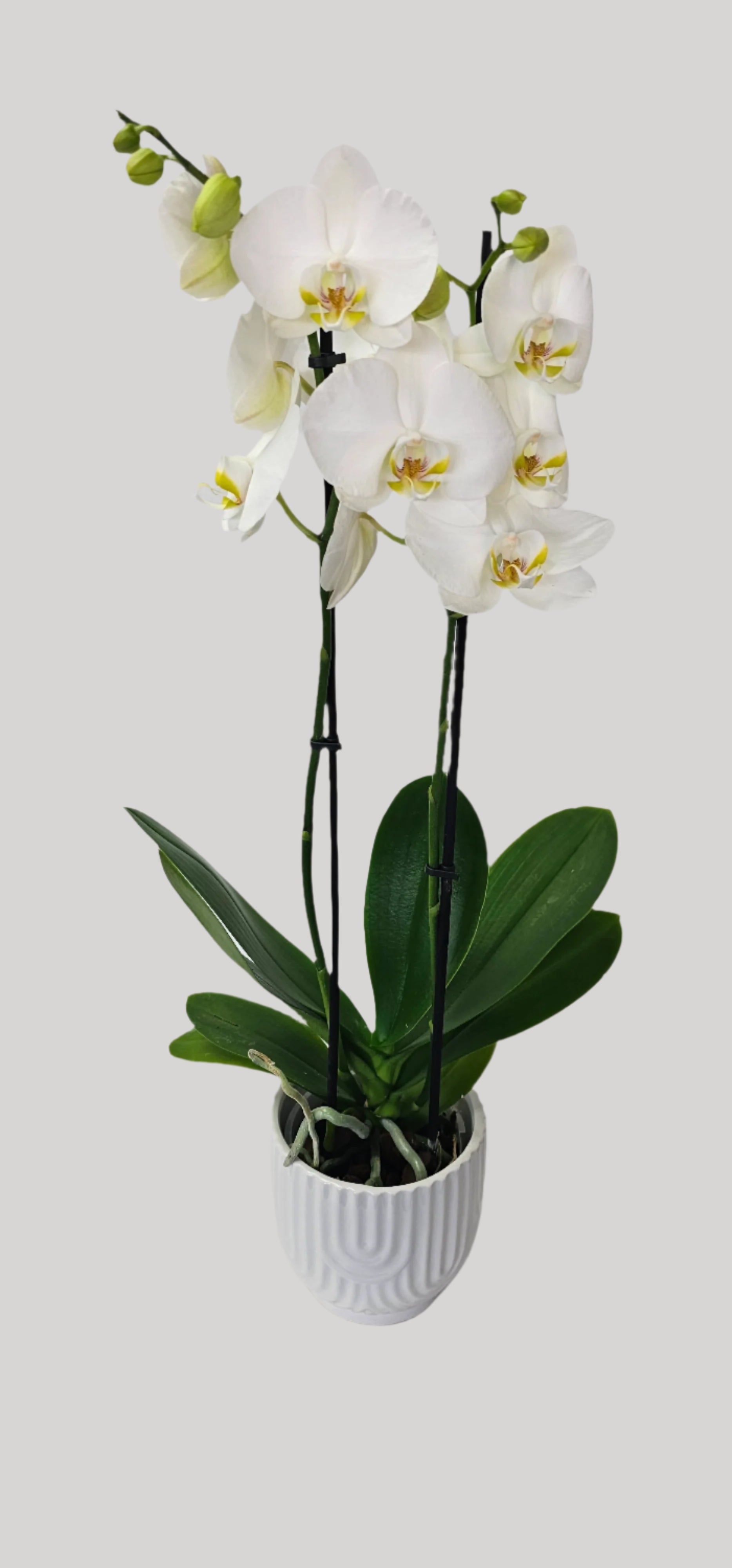 Elegant White Orchid Plant