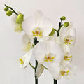 Elegant White Orchid Plant